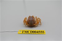 藏品(短指和尚蟹)的圖片